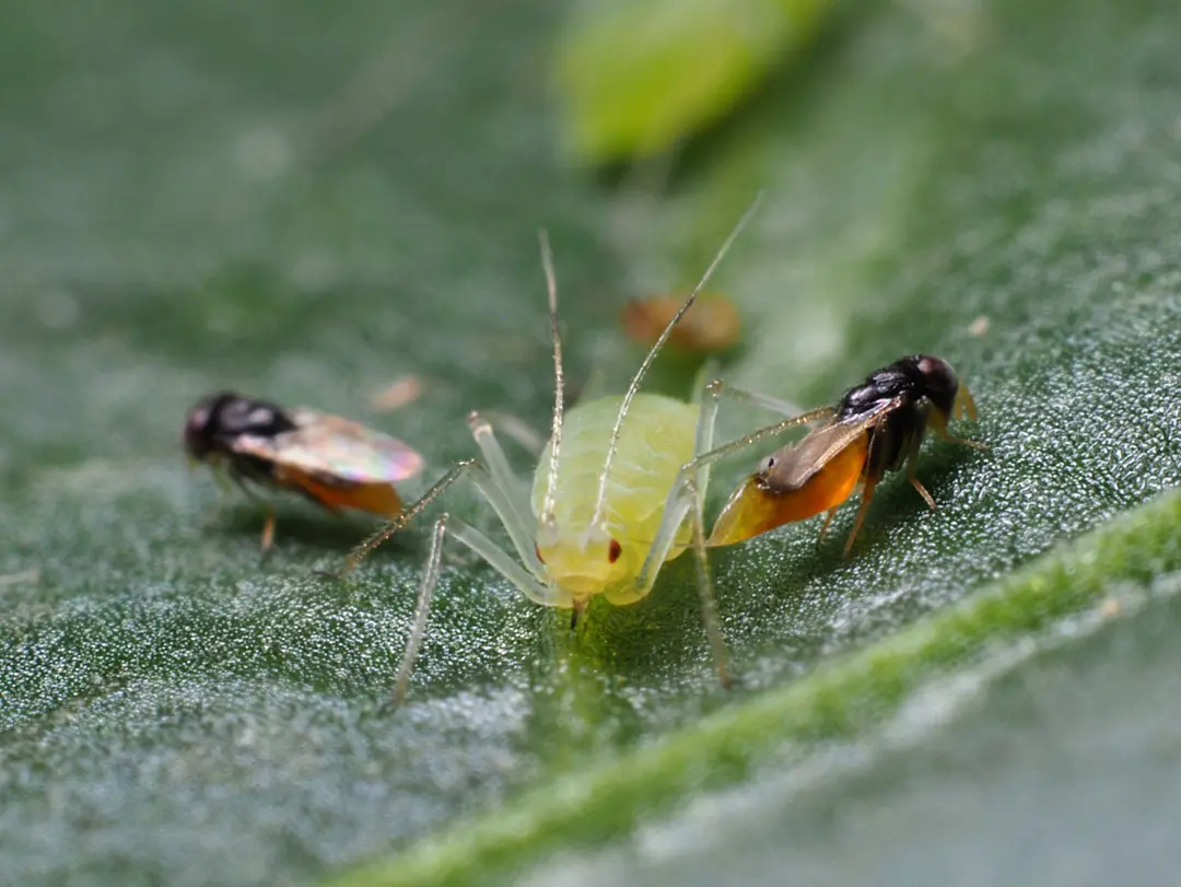 Aphelinus abdominalis adult